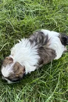 Iron, a male Shih Tzu for sale in Sturgis, MI – 6 of 6
