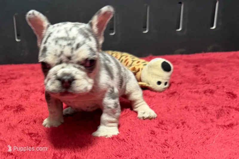 Hulu – French Bulldog puppy for sale in Sturgis, MI