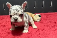 Hulu, a female French Bulldog for sale in Sturgis, MI – 1 of 10
