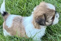 Ivona , a female Shih Tzu for sale in Sturgis, MI – 3 of 7