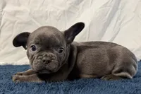 Finbar, a male French Bulldog for sale in Sturgis, MI – 10 of 10