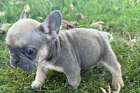 Nina, a female French Bulldog for sale in Sturgis, MI – 8 of 8