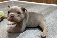 Pistol, a male French Bulldog for sale in Sturgis, MI – 10 of 10