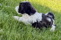 Vada, a female Shih Tzu for sale in Sturgis, MI – 4 of 10