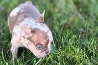 Albert , a male French Bulldog for sale in Sturgis, MI – 5 of 7