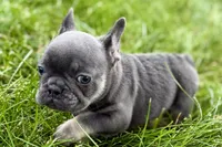 Kenzie, a female French Bulldog for sale in Sturgis, MI – 9 of 10