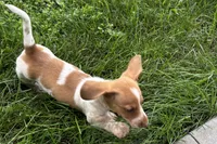 Master, a female Dachshund for sale in Sturgis, MI – 3 of 6