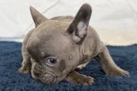 Fella, a male French Bulldog for sale in Sturgis, MI – 2 of 10