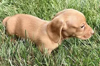 Wilson, a male Dachshund for sale in Sturgis, MI – 10 of 10