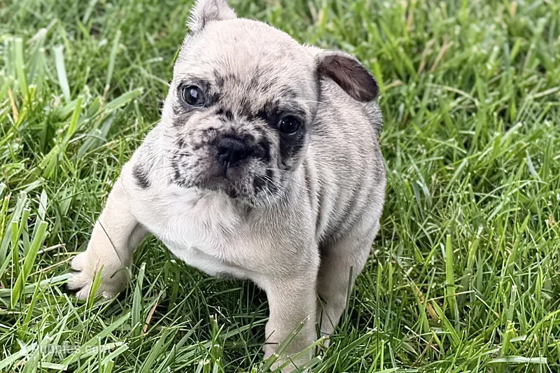 Scooter – French Bulldog puppy for sale in Sturgis, MI