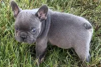 Alan, a male French Bulldog for sale in Sturgis, MI – 4 of 10