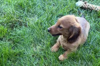 Moya , a female Dachshund for sale in Sturgis, MI – 7 of 10