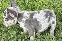 Zoey, a female French Bulldog for sale in Sturgis, MI – 5 of 10