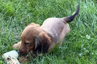 Moya , a female Dachshund for sale in Sturgis, MI – 6 of 10
