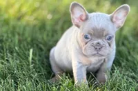 Babe, a female French Bulldog for sale in Sturgis, MI – 5 of 10