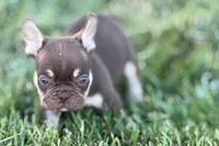 Akeem, a male French Bulldog for sale in Sturgis, MI – 3 of 10