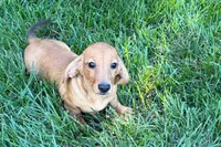 Mavey, a female Dachshund for sale in Sturgis, MI – 3 of 10