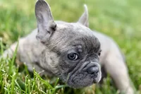 Elvis, a male French Bulldog for sale in Sturgis, MI – 9 of 9