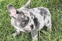 Zoey, a female French Bulldog for sale in Sturgis, MI – 3 of 10