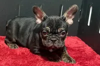 Yarma , a female French Bulldog for sale in Sturgis, MI – 3 of 10