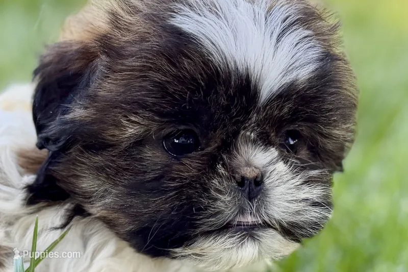 Violet – Shih Tzu puppy for sale in Sturgis, MI
