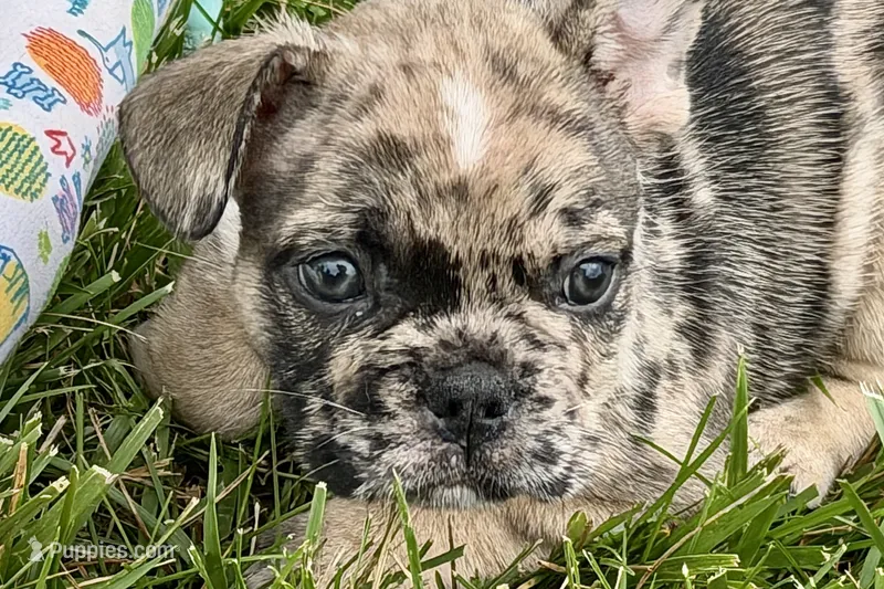 Snickers – French Bulldog puppy for sale in Sturgis, MI
