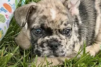 Snickers, a male French Bulldog for sale in Sturgis, MI – 1 of 10