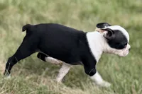 Nyla, a female Boston Terrier for sale in Sturgis, MI – 2 of 10