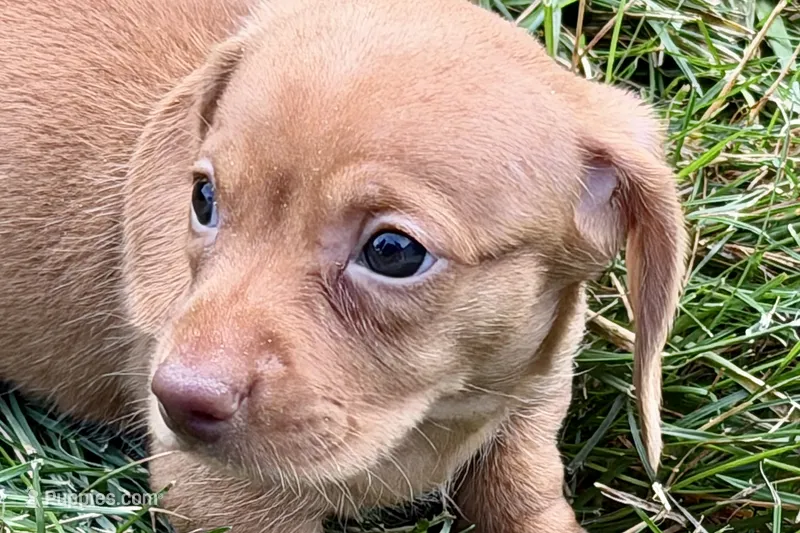 Wilson – Dachshund puppy for sale in Sturgis, MI