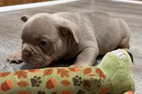 Pistol, a male French Bulldog for sale in Sturgis, MI – 9 of 10