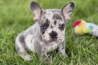 Zoey, a female French Bulldog for sale in Sturgis, MI – 4 of 10