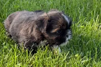 Gina, a female Shih Tzu for sale in Sturgis, MI – 2 of 10