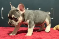 Dean, a male French Bulldog for sale in Sturgis, MI – 7 of 10