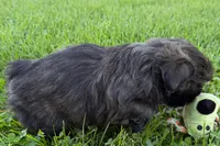 Girlie, a female Shih Tzu for sale in Sturgis, MI – 6 of 7