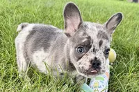Zoey, a female French Bulldog for sale in Sturgis, MI – 7 of 10