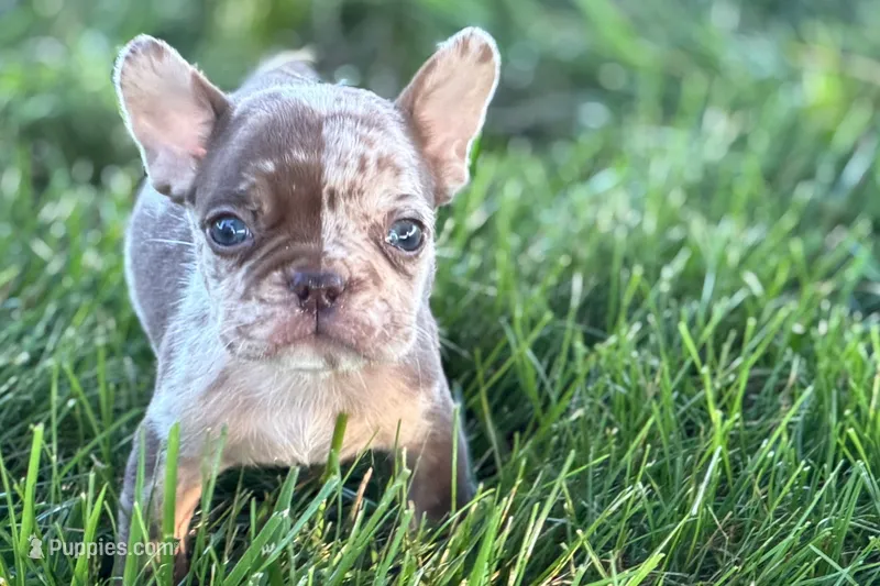 Albert  – French Bulldog puppy for sale in Sturgis, MI