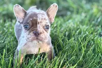 Albert , a male French Bulldog for sale in Sturgis, MI – 1 of 7