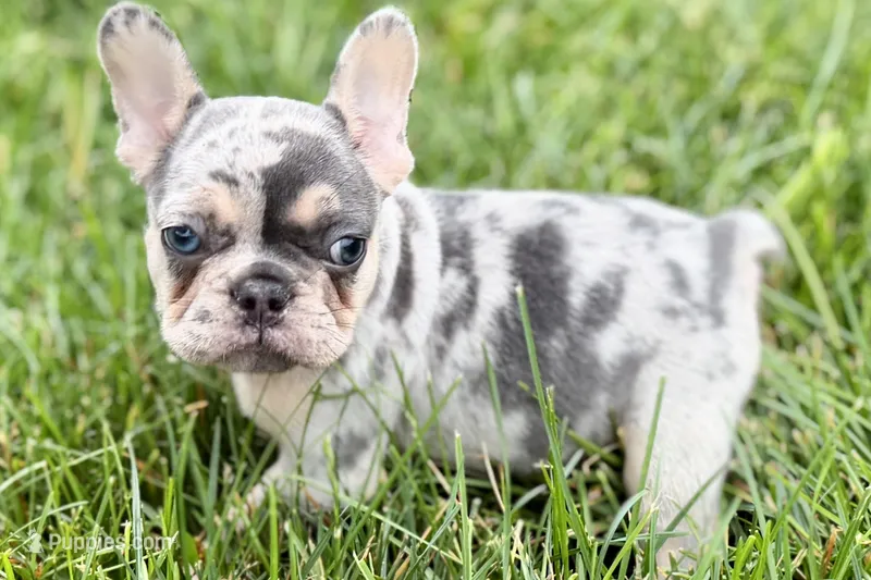 Koda – French Bulldog puppy for sale in Sturgis, MI