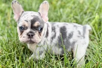 Koda, a male French Bulldog for sale in Sturgis, MI – 1 of 10
