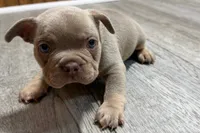 Pistol, a male French Bulldog for sale in Sturgis, MI – 3 of 10