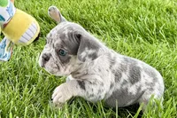 Tank, a male French Bulldog for sale in Sturgis, MI – 5 of 10