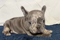 Flower, a female French Bulldog for sale in Sturgis, MI – 6 of 10