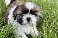 Vail, a female Shih Tzu for sale in Sturgis, MI – 10 of 10