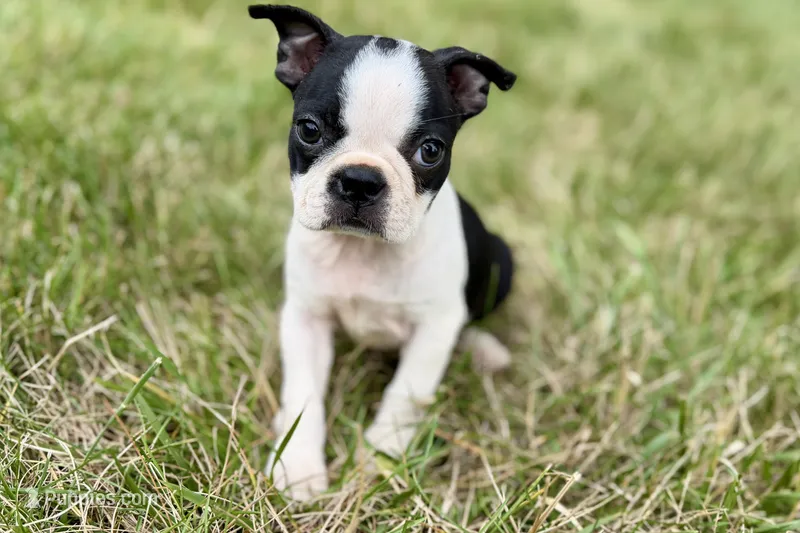 Nova – Boston Terrier puppy for sale in Sturgis, MI