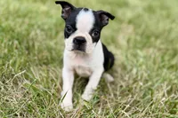 Nova, a female Boston Terrier for sale in Sturgis, MI – 1 of 9