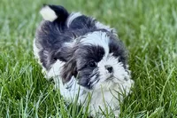 Vada, a female Shih Tzu for sale in Sturgis, MI – 3 of 10