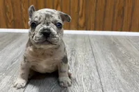 Quinn, a female French Bulldog for sale in Sturgis, MI – 10 of 10