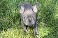 Neil, a male French Bulldog for sale in Sturgis, MI – 2 of 7
