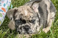 Snickers, a male French Bulldog for sale in Sturgis, MI – 7 of 10