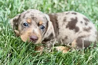 Waylon, a male Dachshund for sale in Sturgis, MI – 4 of 10